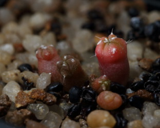 Ast 442: A. myriostigma x asterias cv. star shape onzuka Dresden capricorne hybrid crassispinum caput medusae myriostigma hakuun kikko fukuryu Kaktus