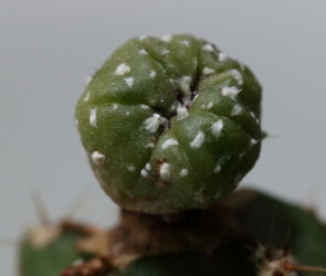 Ast 470: A. asterias x myriostigma Dresden Astrophytum kitsoku hybrid senile Kaktus variegat Blüte capricorne caput medusae asterias ornatum