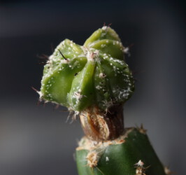 Ast 474: A. myriostigma x capricorne, 03/20. hakuun variegat Fotograf myriostigma super kabuto kikko hanazono fukuryu Kaktus coahuilense Dresden