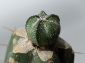 kikko coahuilense ornatum crassispinum fukuryu Astro variegat onzuka Kaktus Blüte myriostigma caput medusae