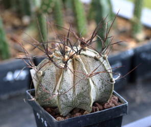 coahuilense ornatum crassispinum Blüte Astrophytum Fotograf asterias hanazono kikko hakuun caput medusae