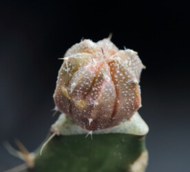 kikko crassispinum super kabuto Astrophytum Astro hybrid hakuun variegat onzuka Fotograf fukuryu coahuilense