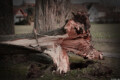 Hochzeitsfotograf Umgebrochener Baum Stamm Sturmschaden