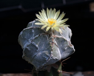 hanazono fukuryu Fotograf ornatum Dresden onzuka caput medusae kikko variegat super kabuto senile