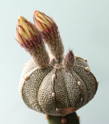 Astro senile Fotograf myriostigma capricorne Dresden Kaktus niveum asterias Blüte onzuka hybrid