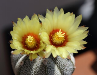 Blüte hybrid Astro hanazono Astrophytum Kaktus kitsoku crassispinum coahuilense caput medusae variegat