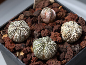 kitsoku Astro Fotograf crassispinum niveum Kaktus Astrophytum caput medusae hakuun capricorne hanazono