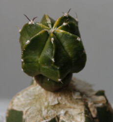 caput medusae fukuryu hakuun variegat senile Fotograf ornatum Astro kikko onzuka Dresden Astrophytum