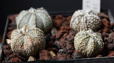 senile coahuilense Kaktus Blüte myriostigma Dresden caput medusae ornatum Astrophytum Astro asterias