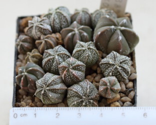 Ast 389: A. coahuilense x asterias cv. star shape kitsoku crassispinum niveum hanazono hybrid caput medusae myriostigma Fotograf Kaktus capricorne