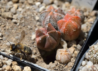 Ast 391: A. coahuilense x asterias cv. star shape crassispinum kitsoku ornatum variegat Kaktus asterias coahuilense hanazono super kabuto kikko Astro