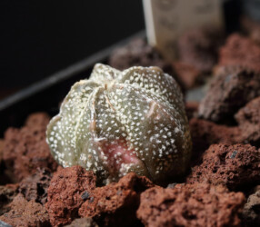 Ast 391: A. coahuilense x asterias cv. star shape Fotograf myriostigma hybrid hakuun Astrophytum coahuilense hanazono Blüte asterias kikko capricorne Kaktus