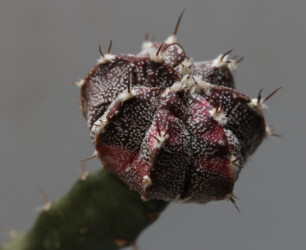 hybrid kitsoku Astro senile fukuryu Fotograf Astrophytum variegat super kabuto capricorne Dresden