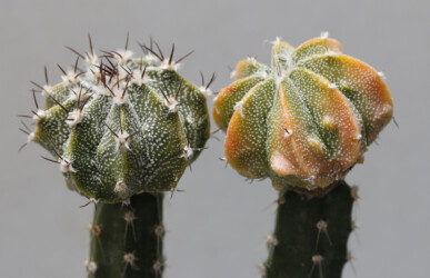 hybrid kitsoku capricorne crassispinum hanazono caput medusae kikko hakuun Fotograf Astro fukuryu
