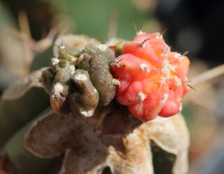 kitsoku hakuun senile Astro hanazono asterias caput medusae fukuryu kikko myriostigma coahuilense Fotograf
