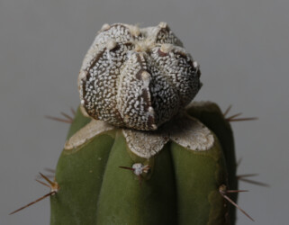 hanazono Dresden hybrid Fotograf caput medusae onzuka Astrophytum niveum asterias ornatum fukuryu