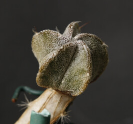 hakuun niveum kikko fukuryu capricorne crassispinum onzuka variegat Dresden caput medusae Astrophytum