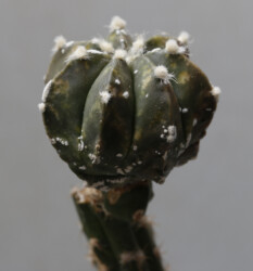 Ast 363: A. myriostigma x asterias hybrid myriostigma Fotograf fukuryu hybrid hanazono niveum Astrophytum kikko crassispinum senile Astro