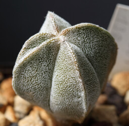 Ast 381: A. myriostigma x asterias kikko Astrophytum hanazono niveum super kabuto Fotograf onzuka senile variegat asterias coahuilense