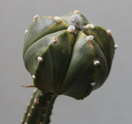Ast 393: A. myriostigma x asterias hybrid asterias onzuka Astrophytum hanazono Astro hakuun niveum ornatum variegat caput medusae senile