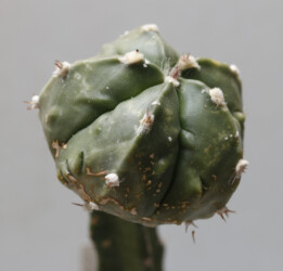 Ast 409: A. myriostigma x asterias hybrid asterias capricorne Astro crassispinum fukuryu ornatum hybrid niveum variegat kitsoku senile kikko