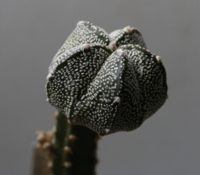 myriostigma capricorne fukuryu kitsoku super kabuto hanazono senile coahuilense Dresden variegat