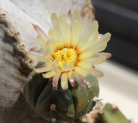 super kabuto kitsoku Astro capricorne hanazono kikko coahuilense ornatum niveum onzuka hybrid Astrophytum