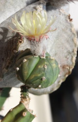 Ast 413: A. myriostigma x asterias hybrid kitsoku myriostigma fukuryu hybrid Fotograf Dresden asterias hakuun variegat capricorne onzuka