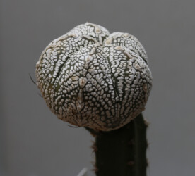 Ast 423: A. myriostigma x asterias hybrid caput medusae niveum hanazono senile Astro hakuun onzuka myriostigma kitsoku crassispinum Fotograf