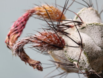 Ast 424 niveum kitsoku hybrid onzuka capricorne senile super kabuto kikko Astro caput medusae hakuun Astrophytum