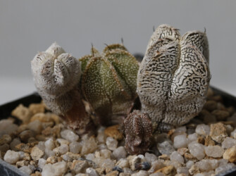 ornatum niveum super kabuto kitsoku asterias Dresden crassispinum hybrid coahuilense caput medusae hakuun