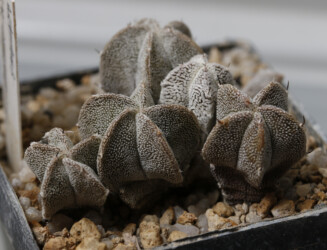 Fotograf senile Dresden hybrid asterias myriostigma niveum hakuun caput medusae kikko coahuilense super kabuto