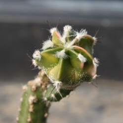 kikko caput medusae myriostigma Fotograf senile coahuilense fukuryu hanazono kitsoku Astro onzuka asterias