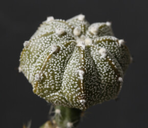 Ast 448: A. myriostigma x asterias hybrid Astrophytum hanazono super kabuto caput medusae myriostigma capricorne kitsoku Dresden crassispinum