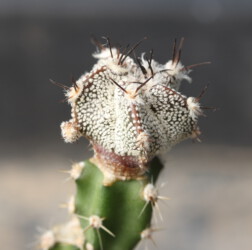 Ast 449: A. myriostigma x capricorne, 09/20. onzuka ornatum Astro capricorne hanazono kikko caput medusae Astrophytum super kabuto crassispinum hakuun