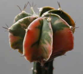 Ast 474: A. myriostigma x capricorne, 10/20. niveum Astro hanazono myriostigma Astrophytum Dresden coahuilense fukuryu capricorne caput medusae