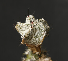 Ast 492: A. myriostigma x capricorne, 09/20. fukuryu hybrid capricorne niveum Astrophytum kikko myriostigma caput medusae Dresden hanazono crassispinum