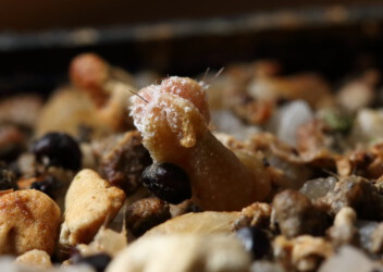 Ast 511: A. myriostigma x capricorne var. minor SB323, Aussaat 08/20. hanazono hybrid niveum coahuilense Astrophytum Fotograf kitsoku capricorne onzuka variegat ornatum hakuun