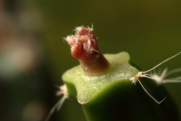 Ast 511: A. myriostigma x capricorne var. minor SB323, Aussaat 08/20. caput medusae myriostigma kikko asterias Astro Dresden crassispinum senile super kabuto fukuryu