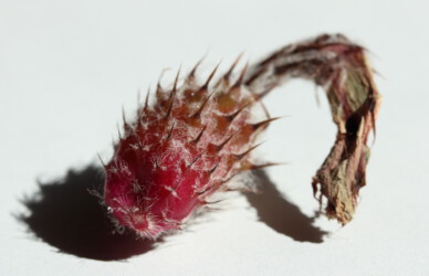 Die reife Kapsel mit Samen von Quad-Hybriden. kikko caput medusae asterias coahuilense onzuka super kabuto Dresden senile Astro fukuryu Fotograf Astrophytum