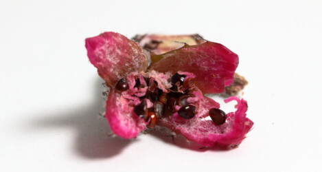 Die reife Kapsel mit Samen von Quad-Hybriden. kitsoku Dresden caput medusae asterias hanazono niveum variegat coahuilense Fotograf Astrophytum