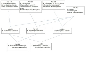 Stammbäume von Ast 550 und Ast 551. fukuryu myriostigma crassispinum super kabuto coahuilense Astro onzuka hanazono kikko capricorne Fotograf