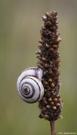 Fotograf Tiere Sommer Schnecke Makro Dresden Newbornfotografie