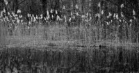 Schilf an einem Teich in Bad Dürrenberg. Fotografie Bildbearbeitung SchwarzWeiß Hochzeit Tristesse Teich Schilf