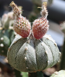 Astro caput medusae kikko senile ornatum variegat fukuryu hanazono hybrid Fotograf myriostigma hakuun onzuka