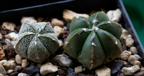 hakuun myriostigma kitsoku caput medusae senile onzuka variegat kikko Astro crassispinum Astrophytum