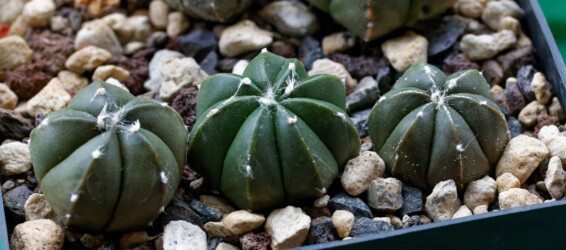 onzuka Dresden fukuryu ornatum crassispinum caput medusae hybrid myriostigma kitsoku senile Astro niveum
