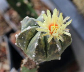 Ast 363: A. myriostigma x asterias hybrid hanazono senile super kabuto myriostigma coahuilense hybrid Fotograf fukuryu asterias Dresden kitsoku kikko