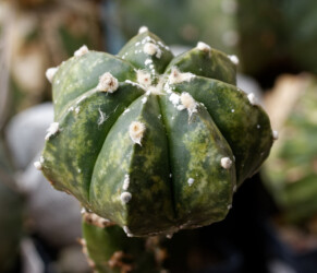 Ast 363: A. myriostigma x asterias hybrid variegat senile Astrophytum caput medusae onzuka hybrid fukuryu kikko super kabuto hanazono myriostigma