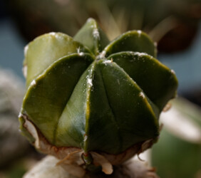 capricorne asterias Astrophytum kitsoku Dresden hanazono Astro Fotograf variegat ornatum super kabuto